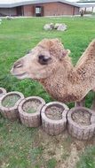 Camel is living on the farm