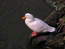 white duck on the shore of the pond