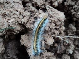 blue Caterpillar