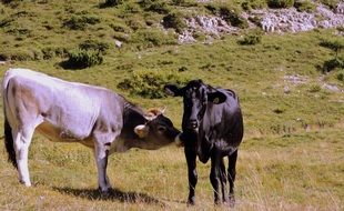 Cow Lick Pasture