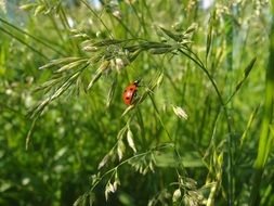 lady bug on the green grass