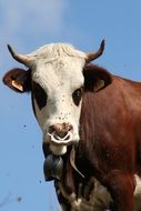 cattle
