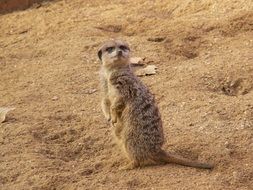 Meerkat on the africa sand