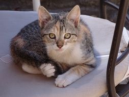 the kitten is lying on a white chair
