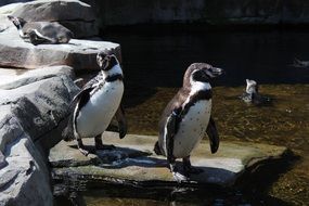 group of Penguins in Zoo
