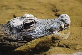 Crocodile is swimming in the water