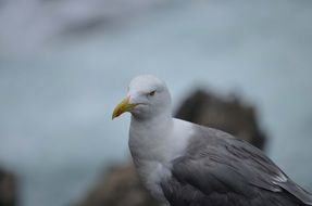 portrait of a graceful grey and white seagull