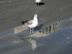 Colorful cute seagull on the wet sand near the water