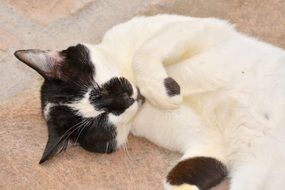 black and white cat relaxes