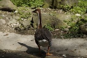 gray goose creates shade on a sunny day