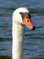 head of a beautiful swan on the water close-up