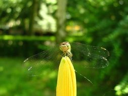 Dragonfly on yellow bud in garden