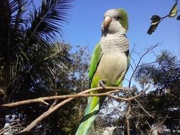 picture of parrot is on a tree