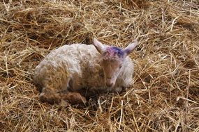 Sheep is lying on the farm