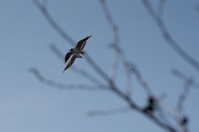 freedom-loving sea gulls