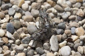 cicadas on the stones