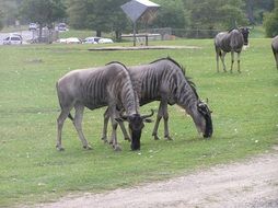 wild animals in safari