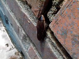 insect on a brick wall