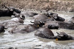 herd of buffalo in the water