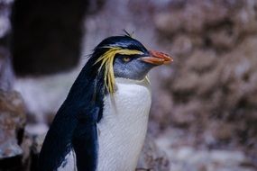 beautiful rockhopper penguin