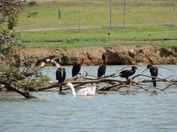 black birds and white goose in the water