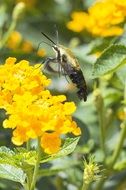 Moth on the yellow flower in the garden