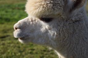 Alpaca head with fluffy forehead against the background of grass