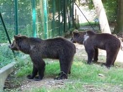 Brown large bear in the zoo