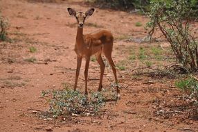 young Antelope in wild, Kenya