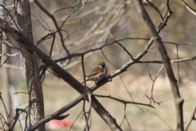 sparrow in spring