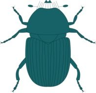 Top View of Green beetle, illustration