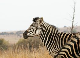 zebra on dry grass in the wild