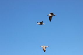 three seagulls fly high in the sky