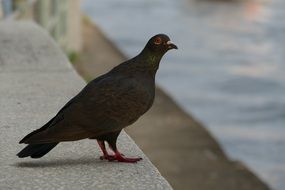 Dove Nature Bird