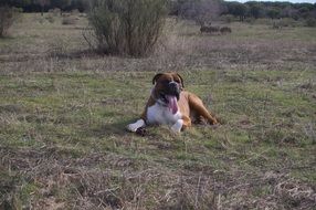 delightful Boxer Dog