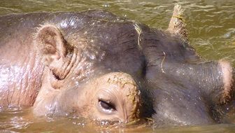 Hippo in the water in Africa