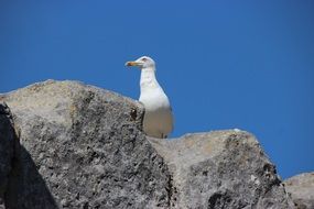 Seagull on the rocks