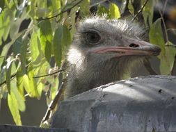 the face of a bird ostrich