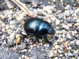 Closeup photo of Beetle insect