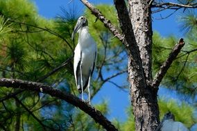 Wood Stork