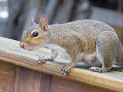 cute fluffy gray squirrel in the wild