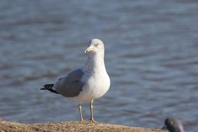 Seagul nature on coast