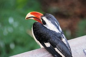 tropical bird rhino with a large beak