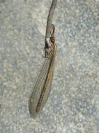 insect with transparent wings