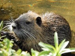 charmingly cute Water Rat