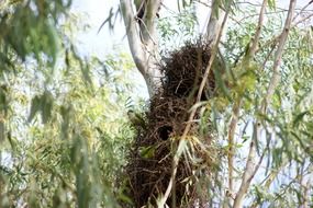 monk parakeet nest on the tree