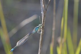 Blue dragonfly on the plant