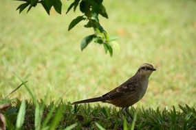 grey bird on green grass