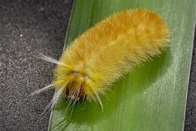 Yellow Hairy Caterpillar