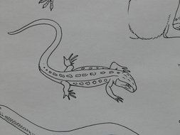 drawing a salamander on a white sheet